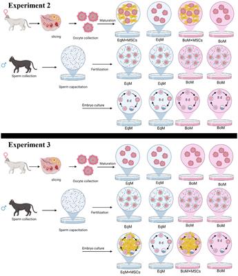 Feline Wharton’s jelly-derived mesenchymal stem cells as a feeder layer for oocytes maturation and embryos culture in vitro